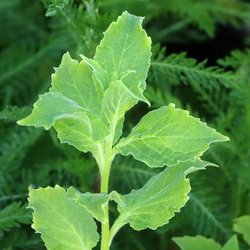 Cardamine pratensis (Foliage)