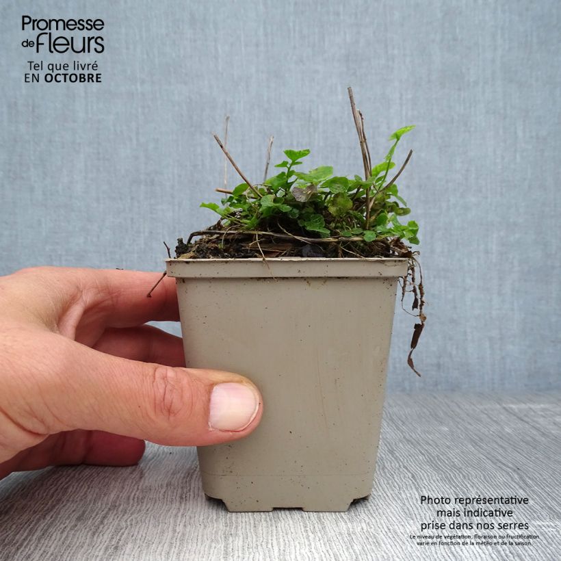 Cardamine pratensis 8/9 cm pot sample as delivered in autumn