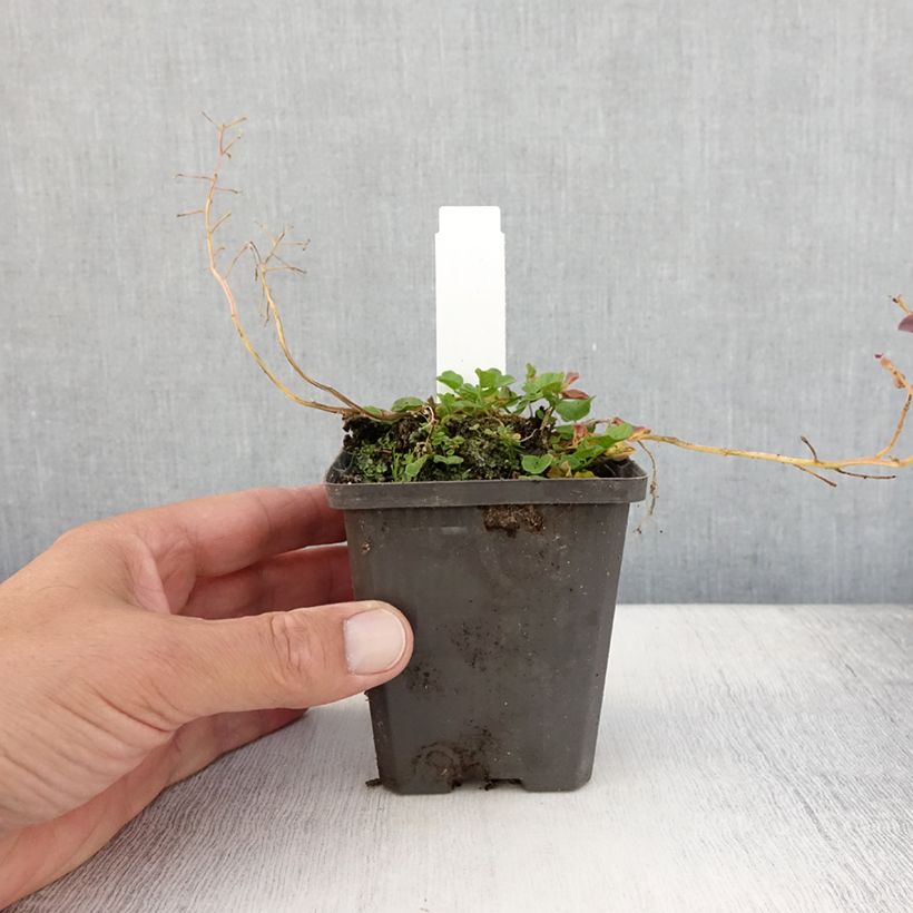 Cardamine pratensis Flore Pleno 8/9 cm pot sample as delivered in summer
