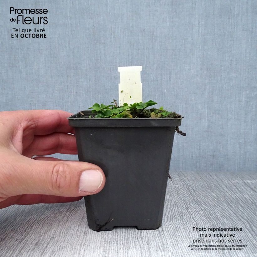Cardamine trifolia 8/9 cm pot sample as delivered in autumn