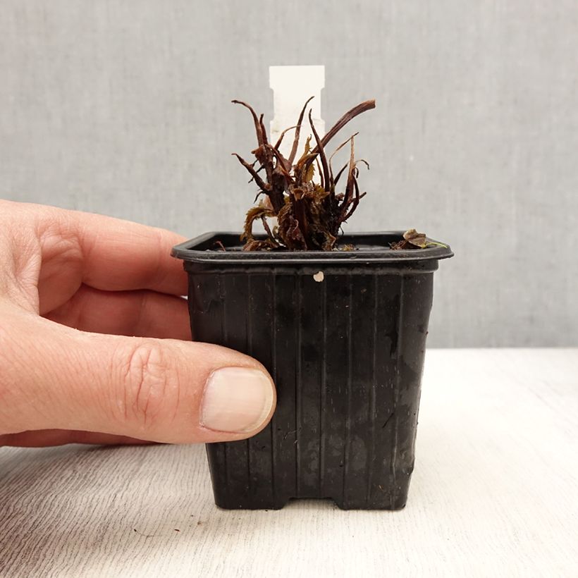 Cardiandra Bunches of the Sky 8/9 cm pot sample as delivered in spring