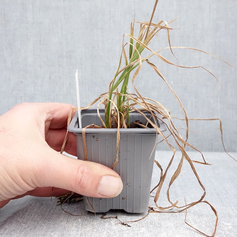 Carex acuta - Acute Sedge 8/9 cm pot sample as delivered in winter