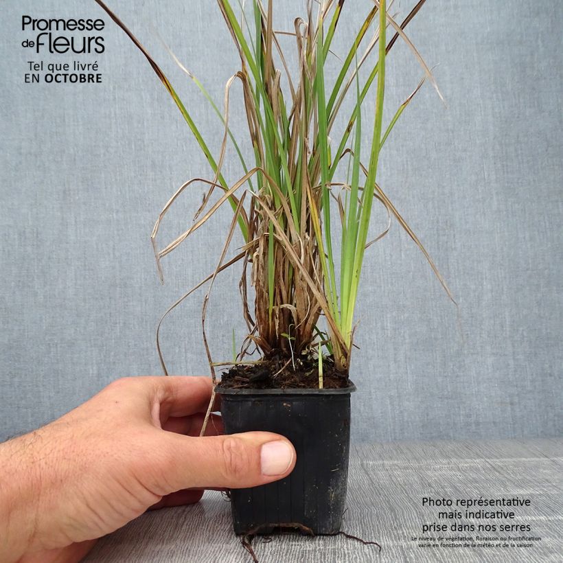 Carex acutiformis 8/9 cm pot sample as delivered in autumn