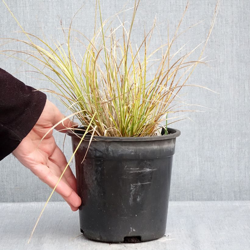 Carex brunnea Aureovariegata 2L/3L pot sample as delivered in winter