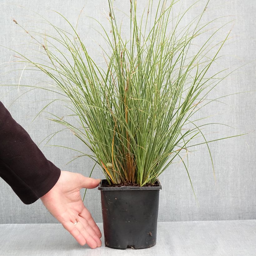 Carex brunnea Variegata 2L/3L pot sample as delivered in autumn