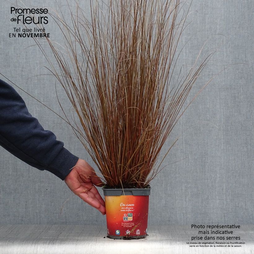 Carex buchananii 2L/3L pot sample as delivered in autumn