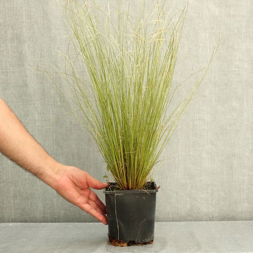 Carex buchananii Green Twist - Laîche de Buchanan Pot de 1,5L/2L sample as delivered in summer