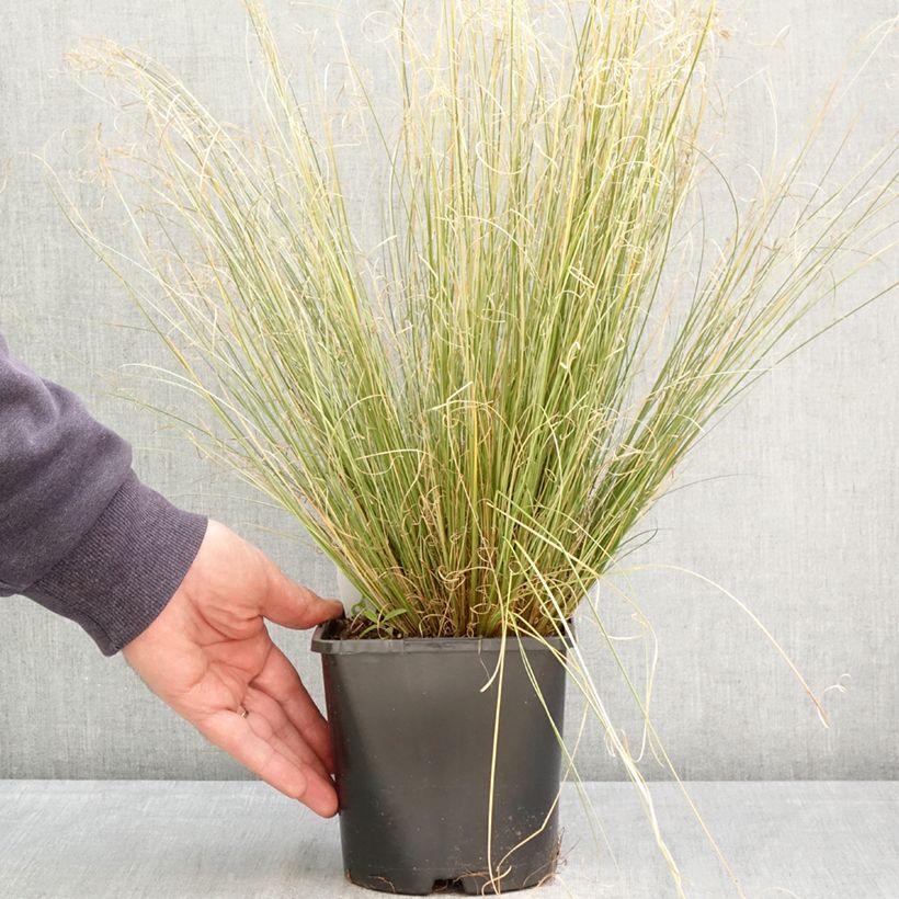 Carex buchananii Green Twist - Buchanan's Sedge 1.5L/2L pot sample as delivered in spring