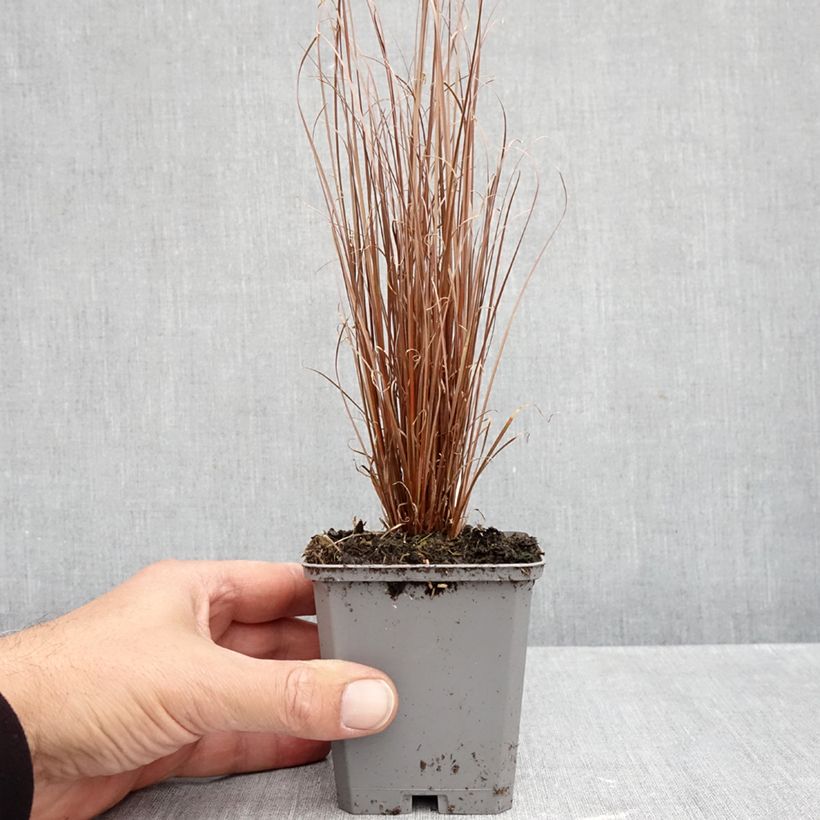 Carex buchananii Red Rooster 8/9 cm pot sample as delivered in autumn