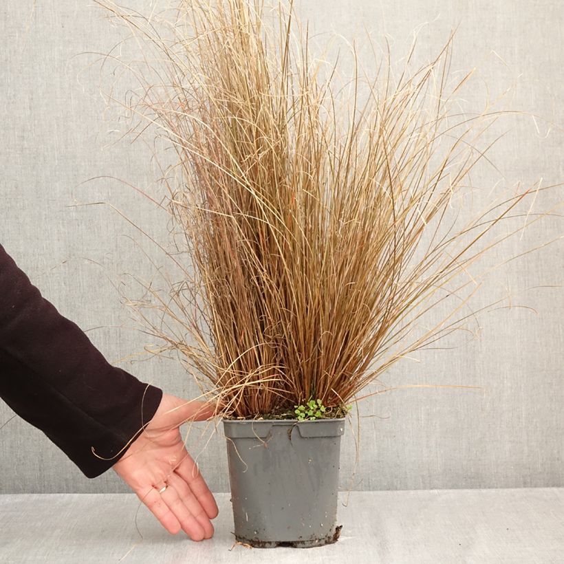 Carex buchananii Red Rooster 2L/3L pot sample as delivered in autumn