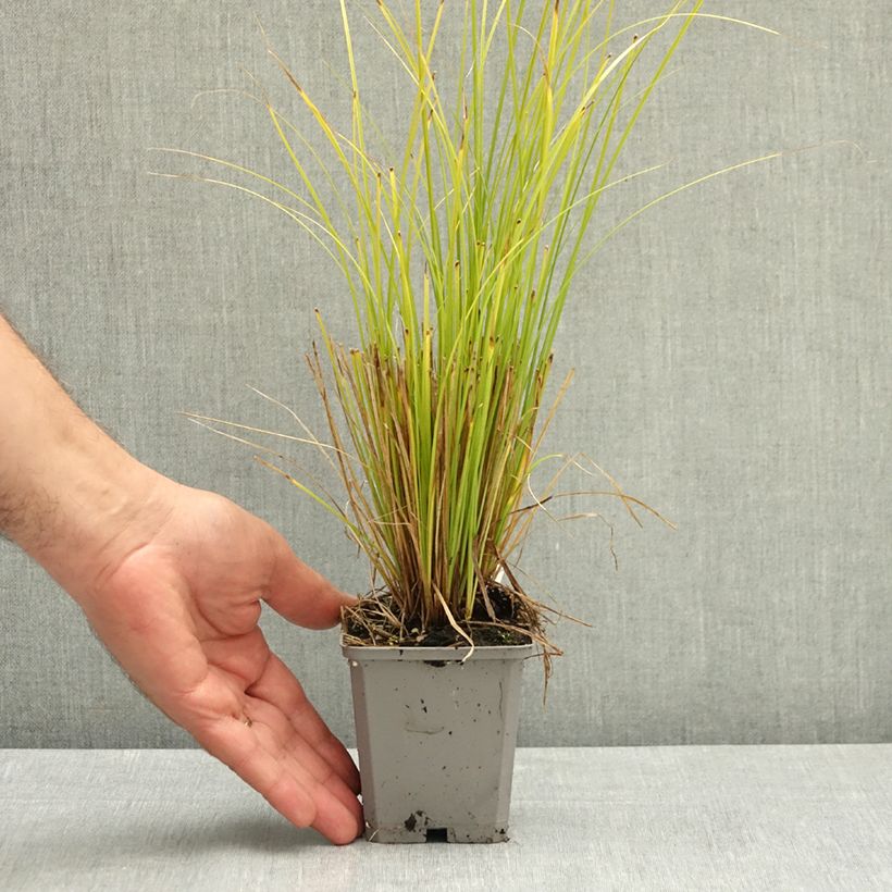 Carex comans  Phoenix - Sedge Green 8/9 cm pot sample as delivered in summer