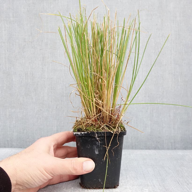 Carex comans  Phoenix - Sedge Green 8/9 cm pot sample as delivered in winter