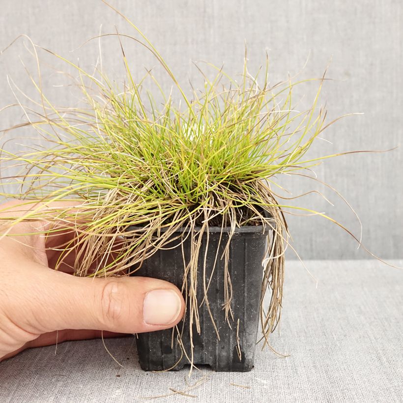 Carex davalliana - Davall's sedge 8/9 cm pot sample as delivered in autumn