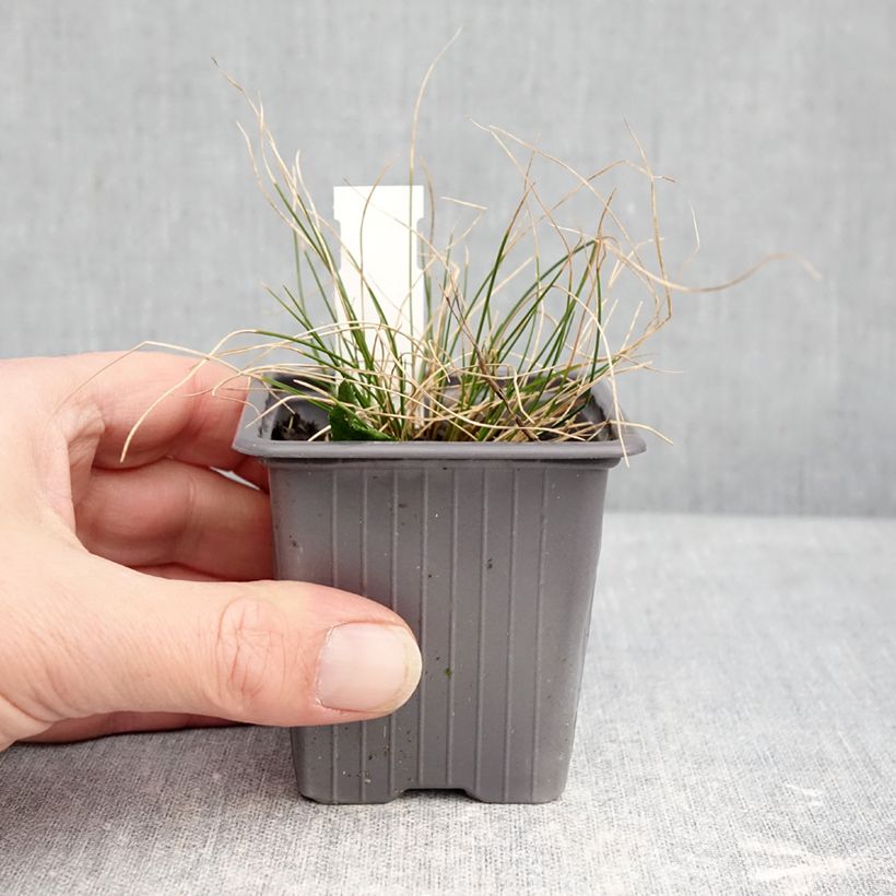 Carex davalliana - Davall's sedge 8/9 cm pot sample as delivered in winter