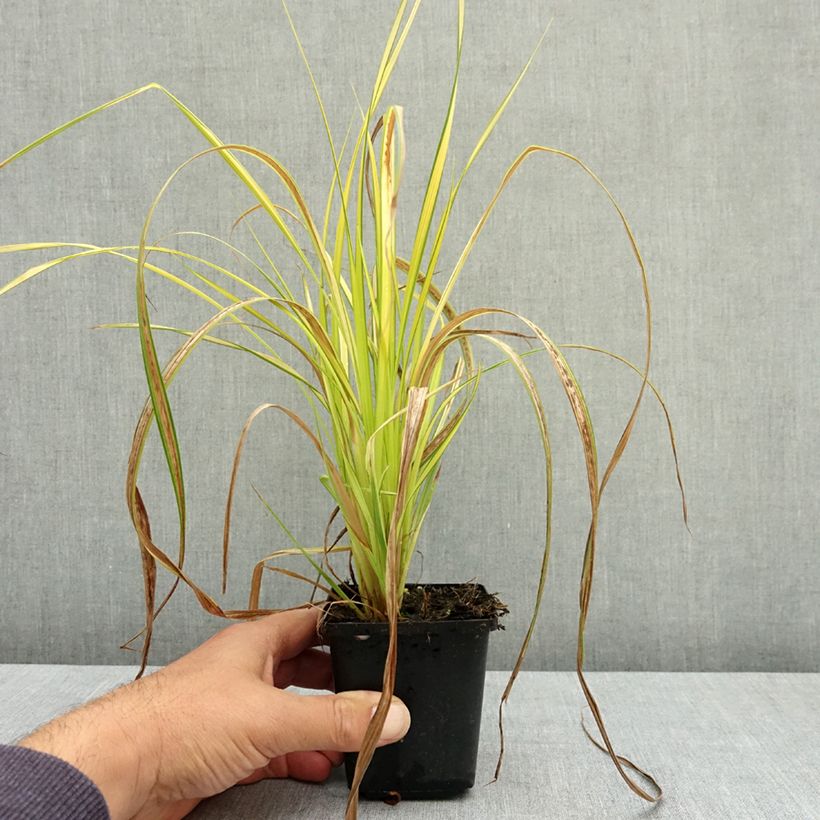 Carex elata Aurea - Laîche dorée Godet de 8/9 cm sample as delivered in summer