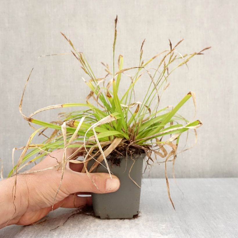 Carex oshimensis Everlite - Oshima Sedge 8/9 cm pot sample as delivered in spring