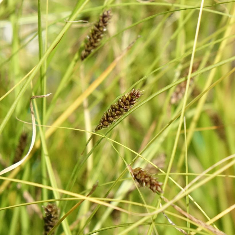 Carex flagellifera Kiwi (Flowering)