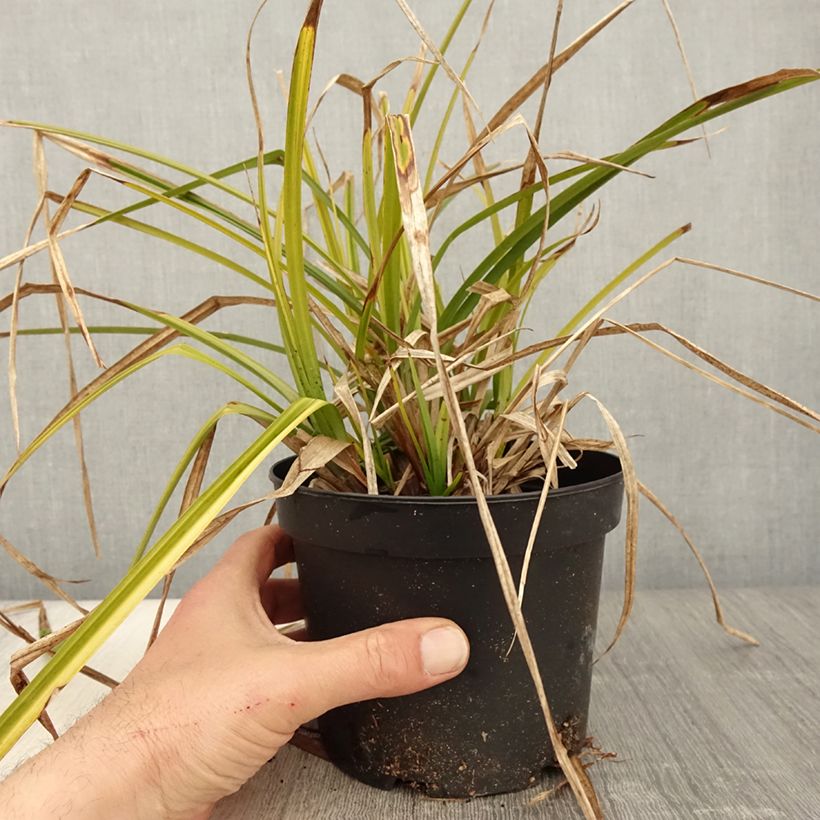 Carex grayi - Club sedge 2L/3L pot sample as delivered in spring