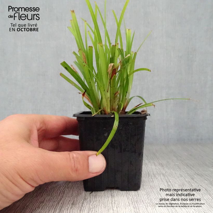 Carex grayi - Club sedge 8/9 cm pot sample as delivered in autumn