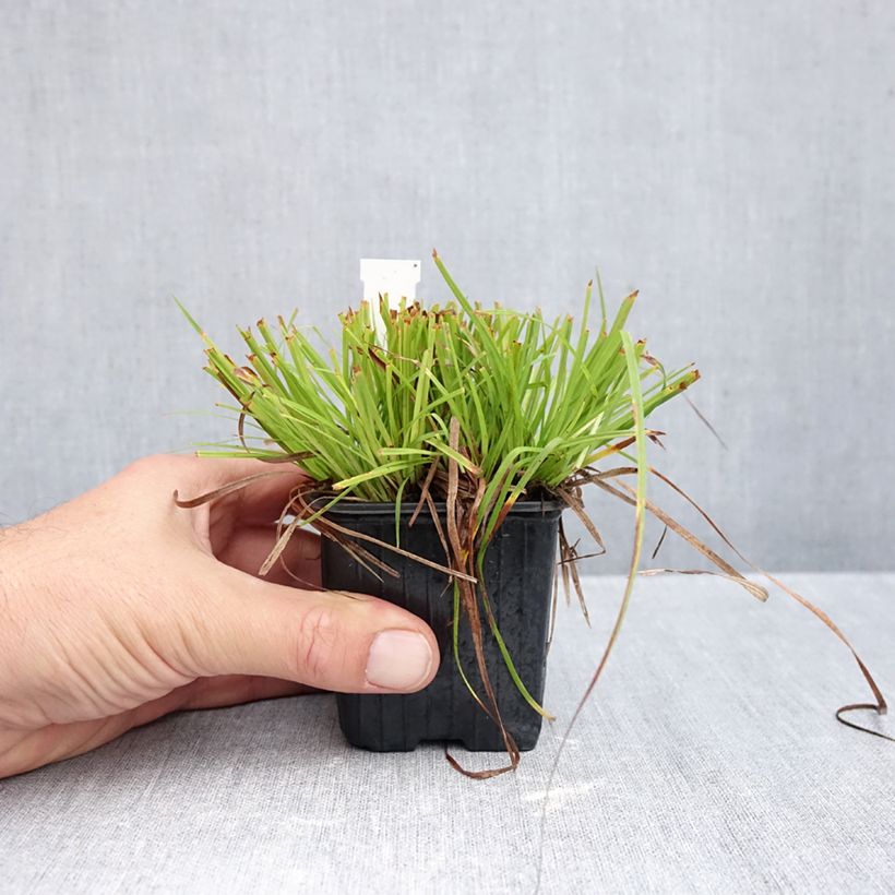 Carex montana 8/9 cm pot sample as delivered in autumn
