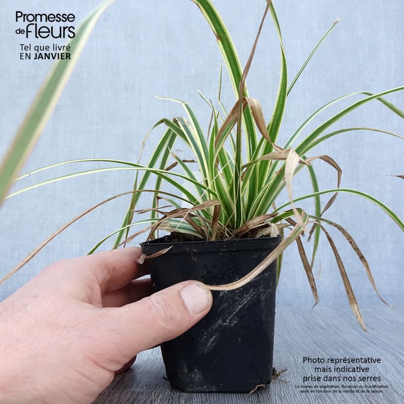 Carex morrowii Goldband 8/9 cm pot sample as delivered in winter