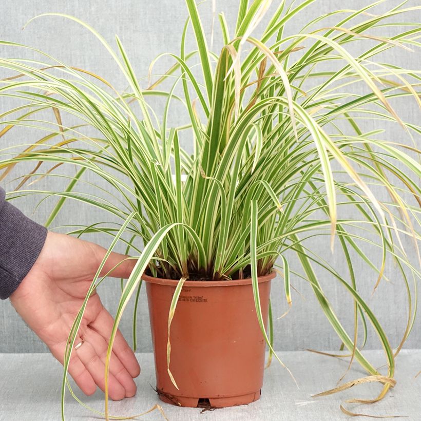 Carex morrowii Goldband 1L/1.5L pot sample as delivered in autumn