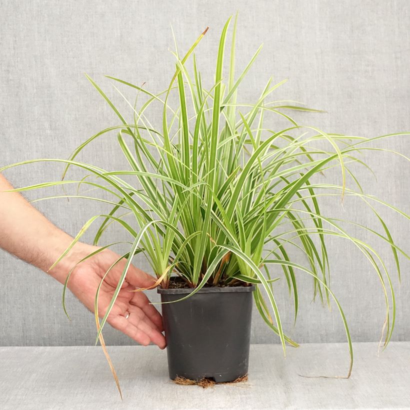 Carex morrowii Ice Dance 2L/3L pot sample as delivered in summer