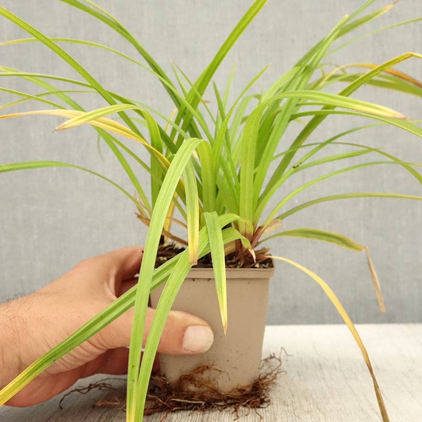 Carex morrowii Irish Green 8/9 cm pot sample as delivered in autumn