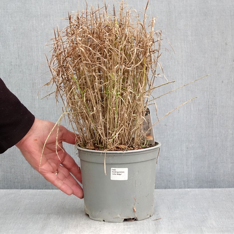 Carex muskingumensis Little Midge 3L/4L pot sample as delivered in autumn