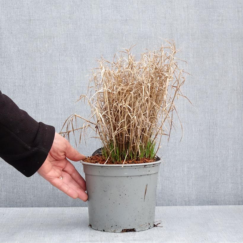 Carex muskingumensis Little Midge 3L/4L pot sample as delivered in spring