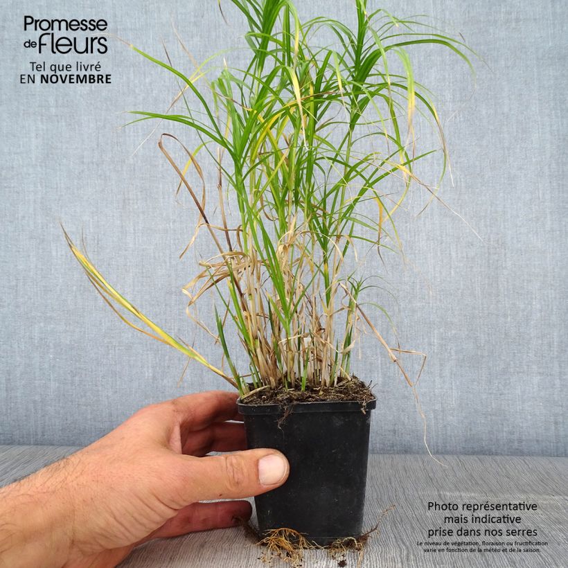 Carex muskingumensis Silberstreif 8/9 cm pot sample as delivered in autumn