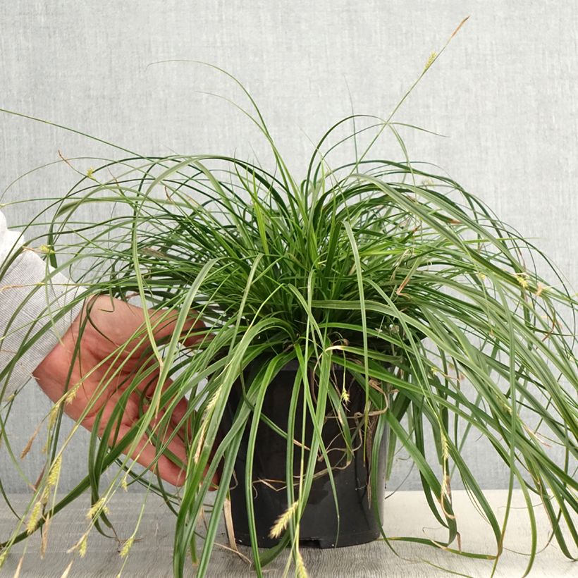 Carex oshimensis EverColor Everlime - Oshima Sedge 2L/3L pot sample as delivered in spring