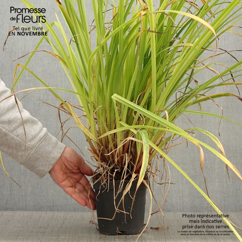Carex pendula 2L/3L pot sample as delivered in autumn
