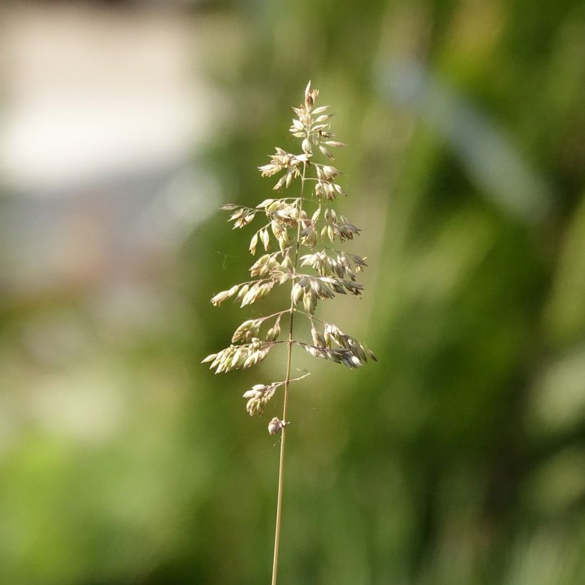 Carex pensylvanica  (Flowering)