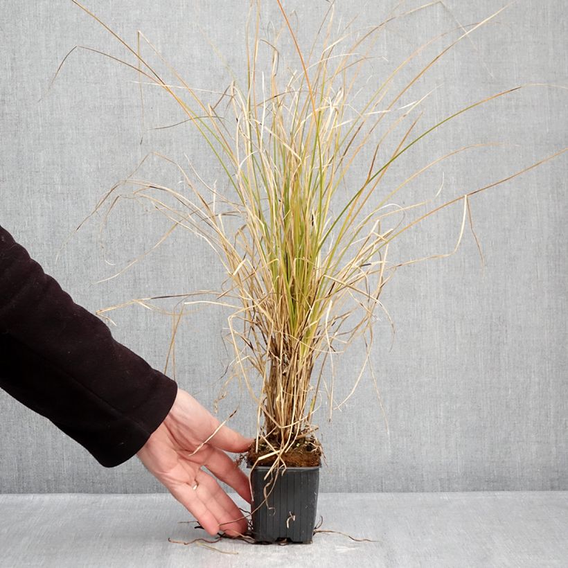 Carex secta  8/9 cm pot sample as delivered in winter