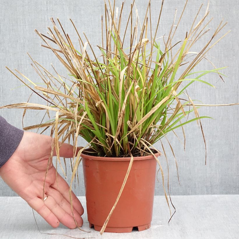 Carex sylvatica - Wood Sedge 1L/1.5L pot sample as delivered in autumn
