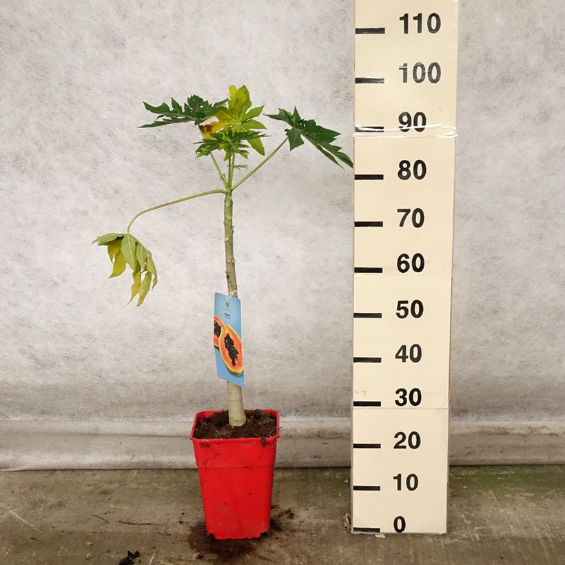 Carica papaya - Papaya 6L/7L pot sample as delivered in autumn