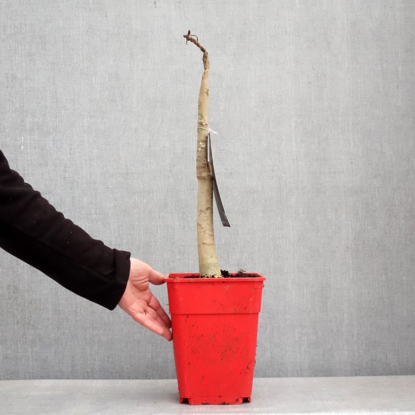 Carica papaya - Papaya 6L/7L pot sample as delivered in winter