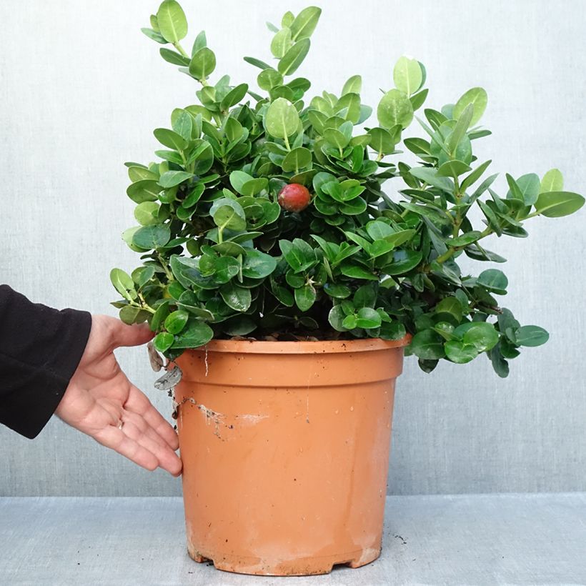 Carissa macrocarpa Prostrata 3L/4L pot sample as delivered in autumn