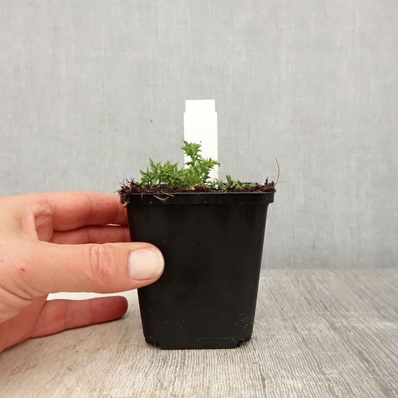 Carlina acaulis subsp. simplex 8/9 cm pot sample as delivered in spring