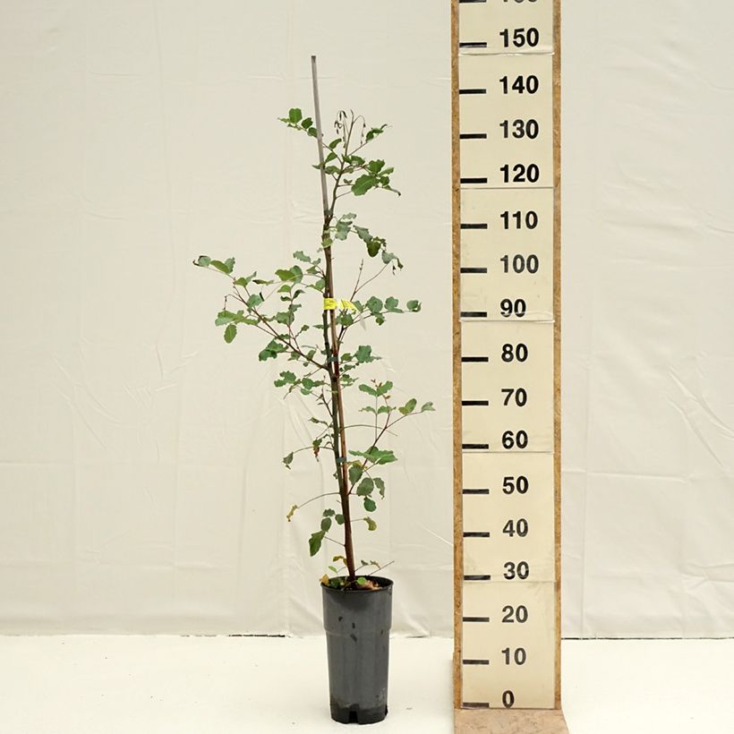 Ceratonia siliqua - Carob 6L/7L pot sample as delivered in spring