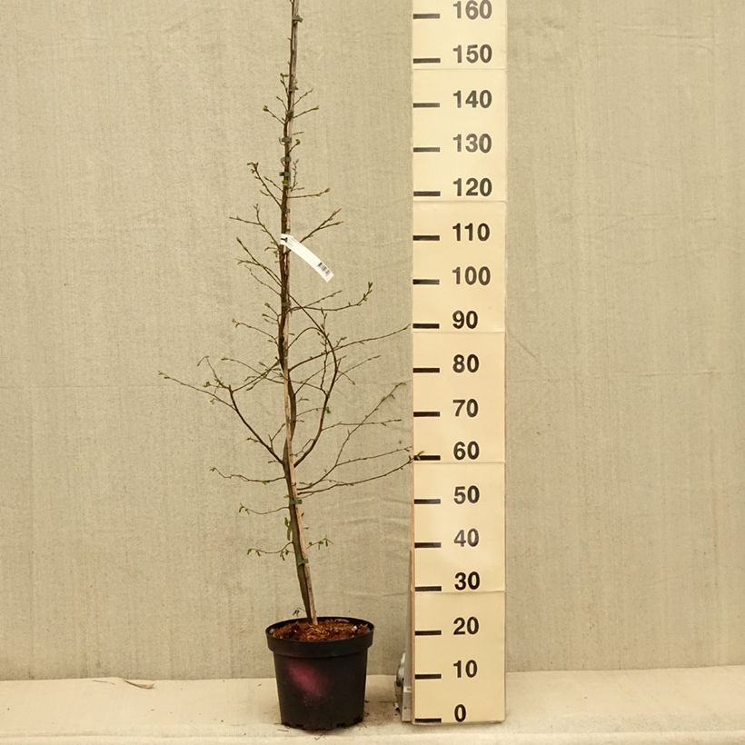 Carpinus betulus - Hornbeam 4L/5L pot sample as delivered in spring