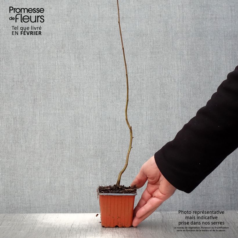 Carpinus betulus - Hornbeam 8/9 cm pot sample as delivered in winter