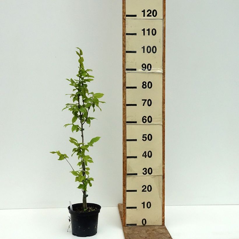 Carpinus betulus A. Beeckman - Charme commun Pot de 3L/4L sample as delivered in summer