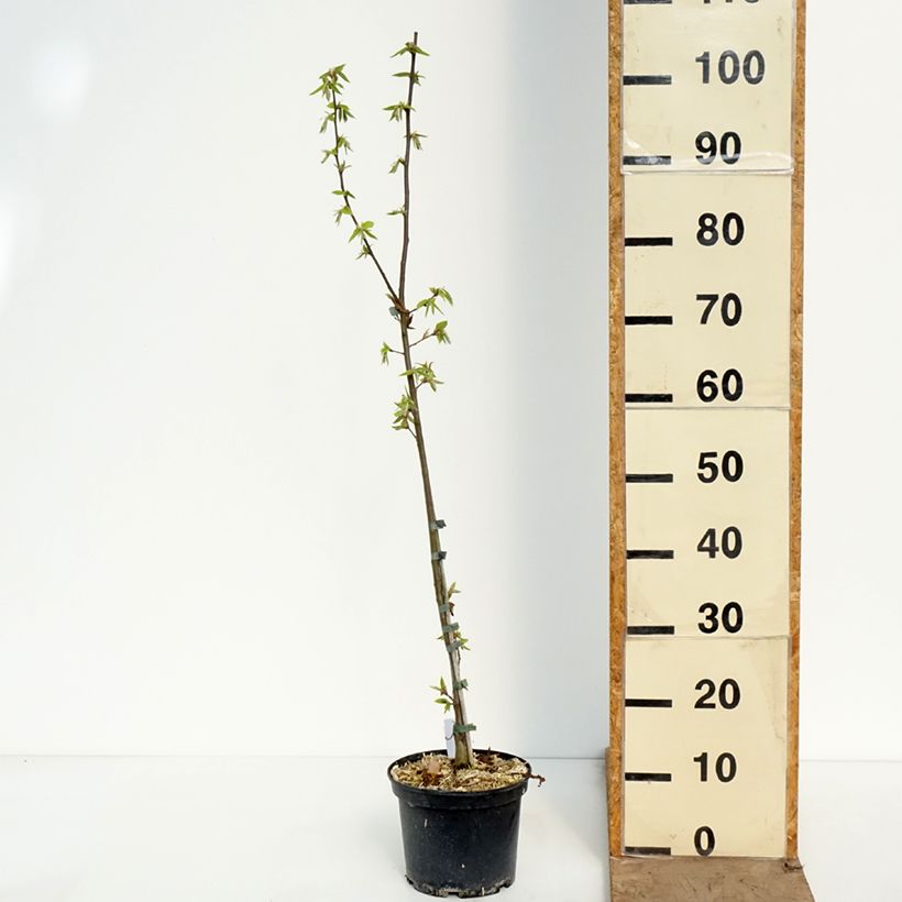 Carpinus betulus A. Beeckman - Hornbeam 3L/4L pot sample as delivered in spring