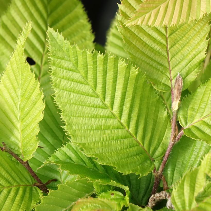 Carpinus betulus A. Beeckman - Hornbeam (Foliage)