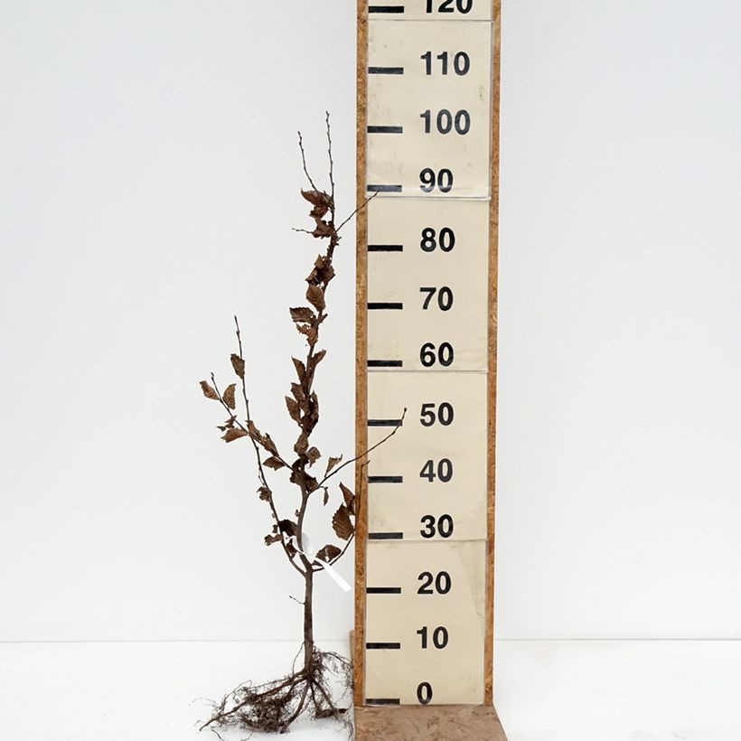 Carpinus betulus - Hornbeam Bare root sample as delivered in winter