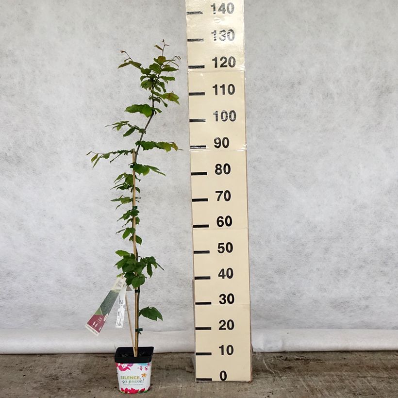 Carpinus betulus - Hornbeam 2L/3L pot sample as delivered in spring