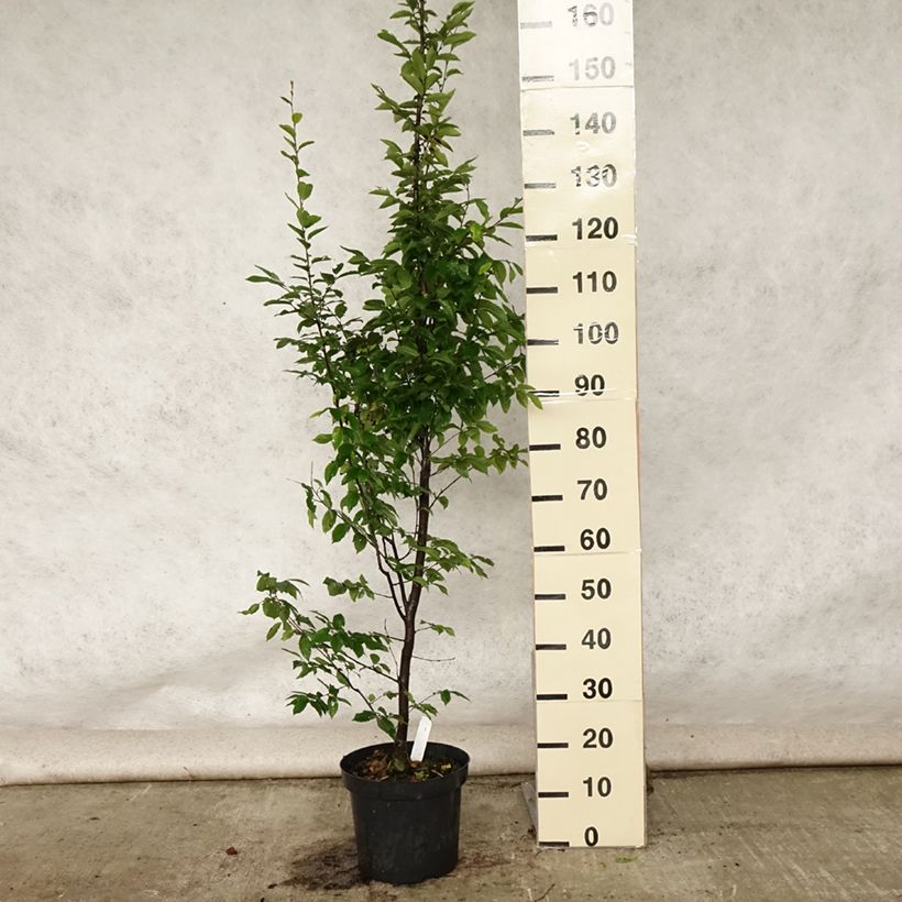 Carpinus betulus Fastigiata - Hornbeam 4L/5L pot sample as delivered in summer