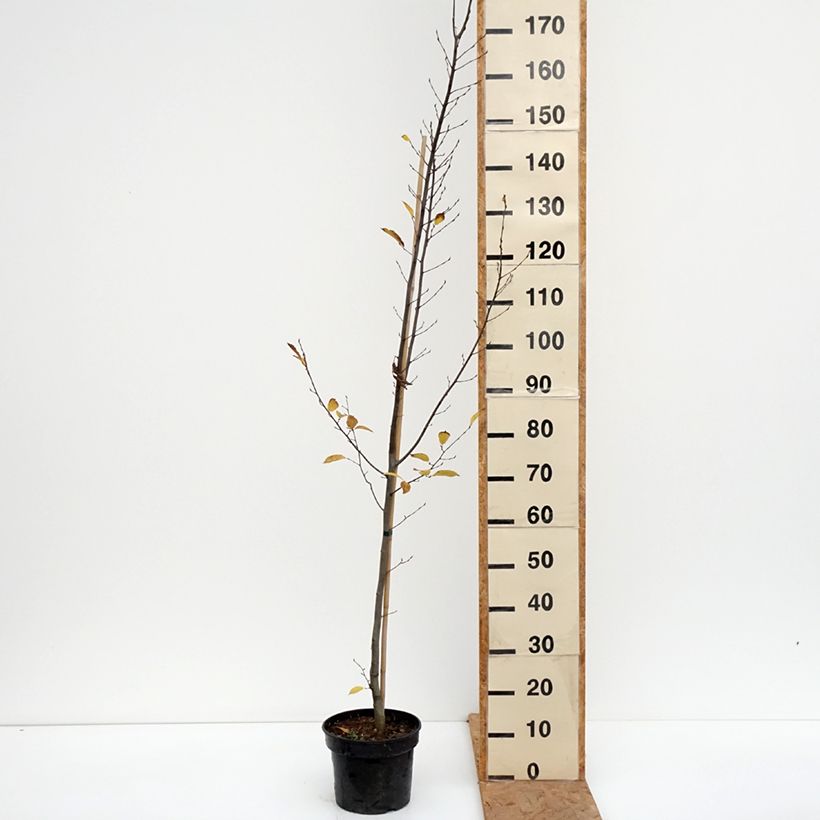 Carpinus betulus Fastigiata - Hornbeam 4L/5L pot sample as delivered in autumn